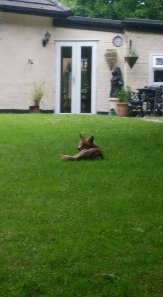 Foxes in neighbour's abandoned garden