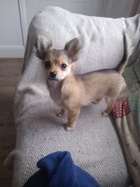 To think chihuahuas are the best dog?