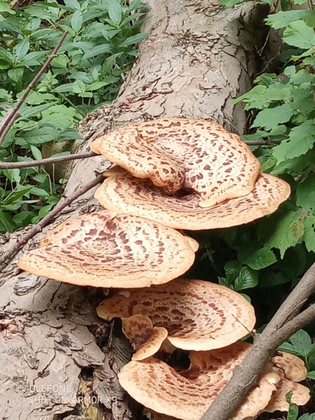 Come chat hiking with me!