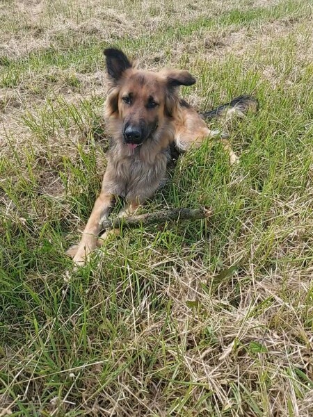 Can we share dog pictures?