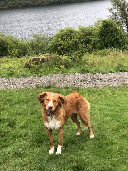 Recommend me medium size, active dog breeds to consider? 
