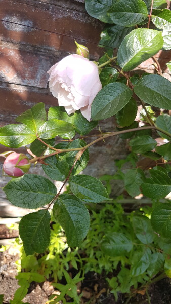 Is it ok to prune roses to enjoy inside?