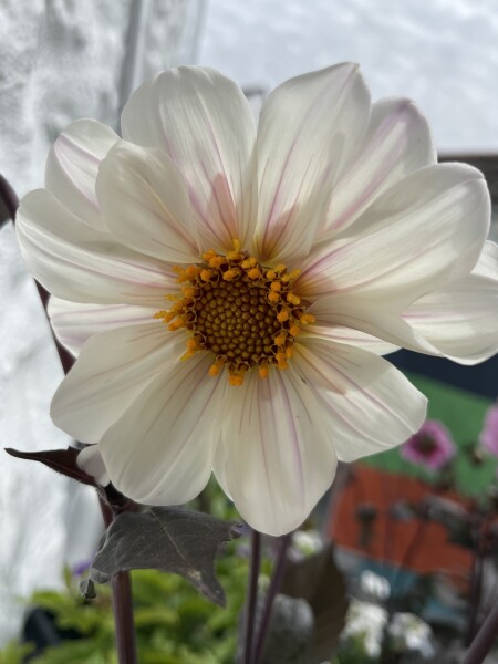 Who’s growing Dahlias this year