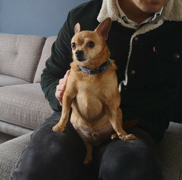Overweight Pooch