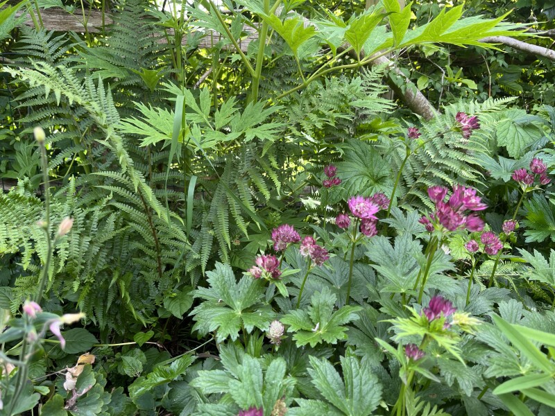 Should I cover the soil between plants?