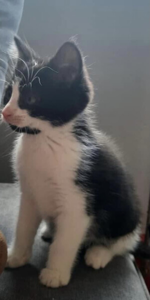 What have I forgotten for new cat?