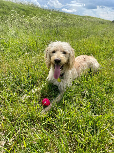 Can we share dog pictures?