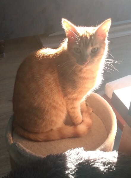 Introducing my new master, Mog