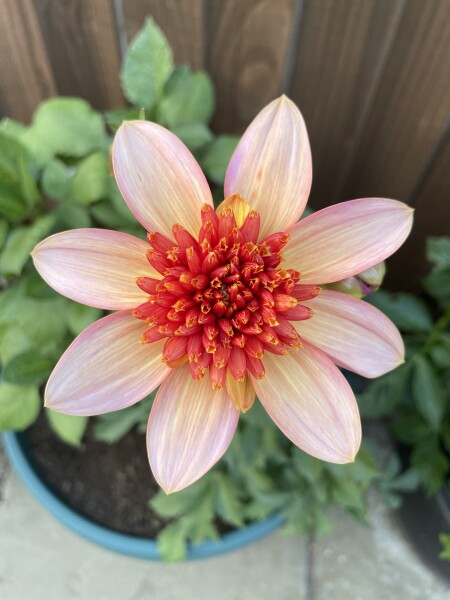 Who’s growing Dahlias this year