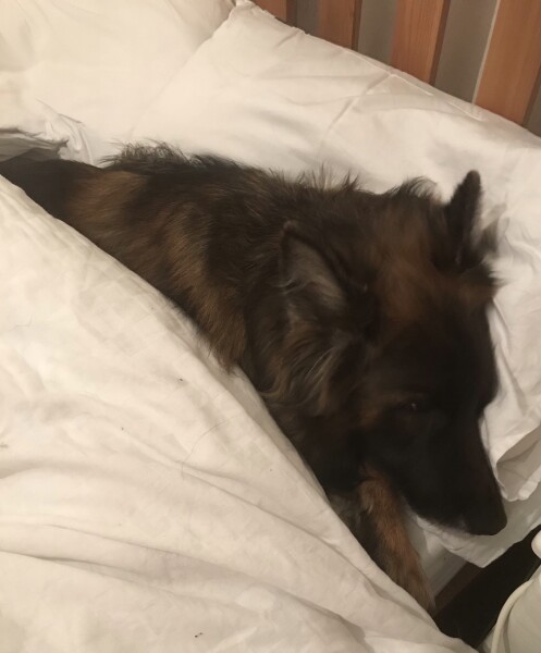 My dog is not allowed