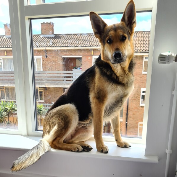 Can we share dog pictures?