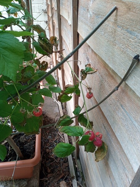 The vegetable garden
