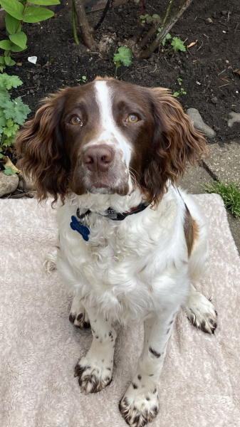 Puppy Survival Thread: muddy footprints into Spring 2022
