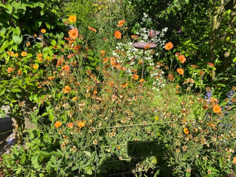 Deadheading geum