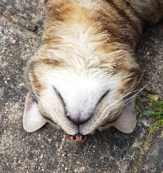 Thug cat part 4.  After all, it's not my Axminster.