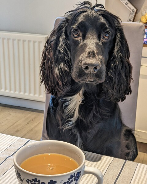 Recommend me medium size, active dog breeds to consider? 