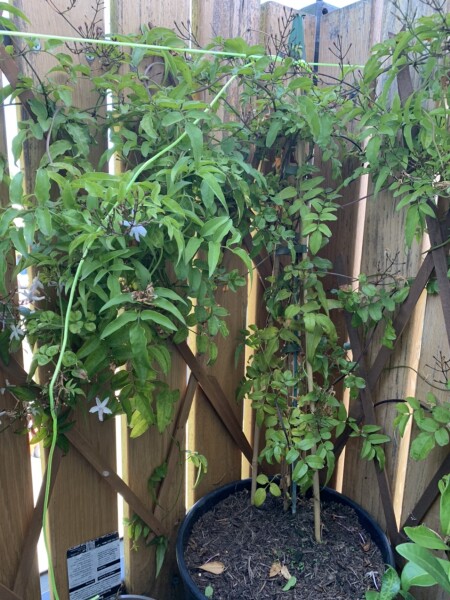 Jasmine plant - is this normal?!