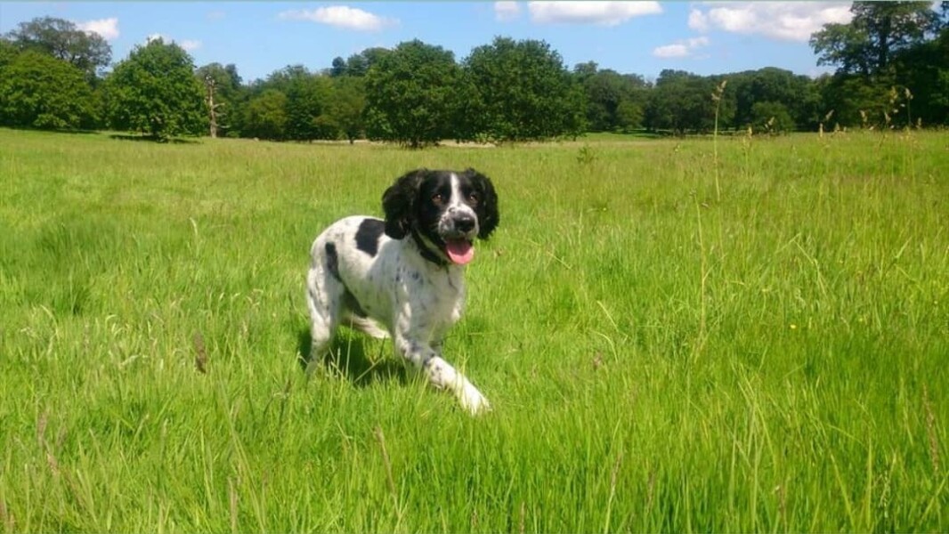 Old dog - time? Not time? 