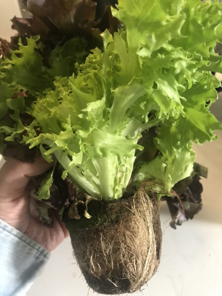 Replant growing lettuce?