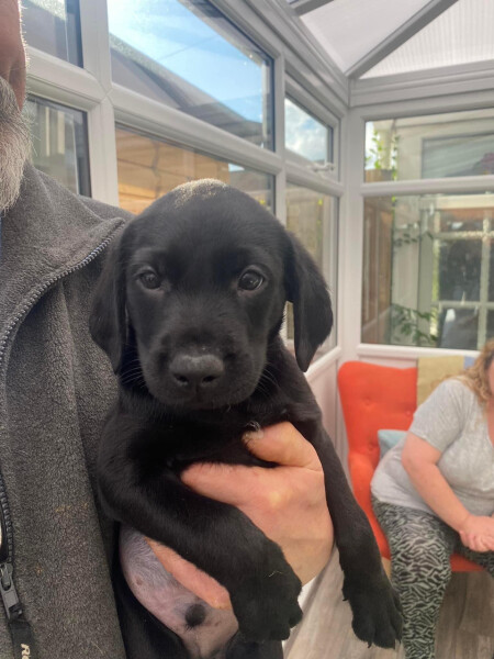 First ever puppy! Best advice please!