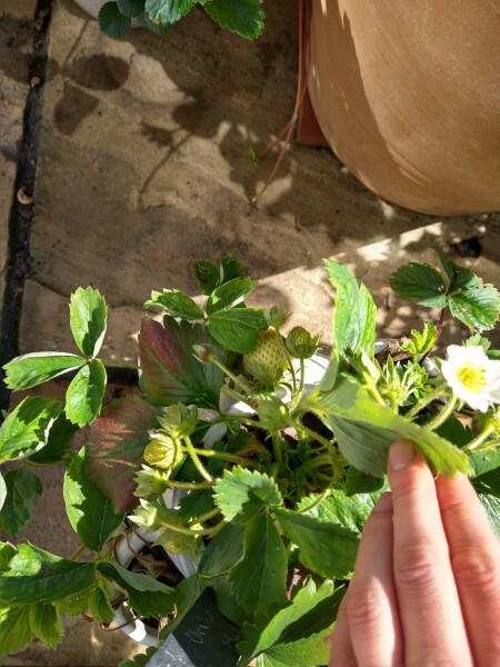 The Vegetable Patch