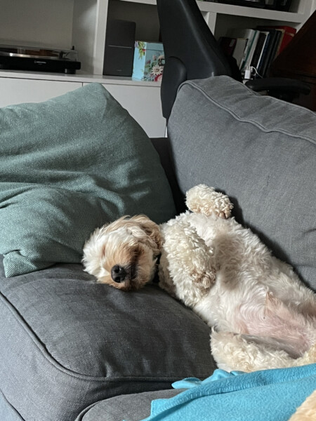 My dog is not allowed