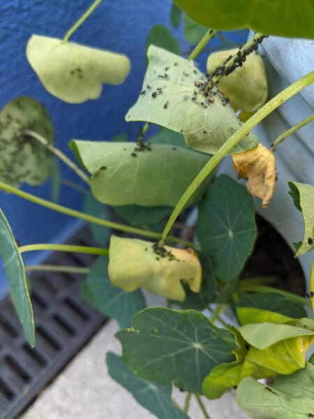 What is attacking my plants?