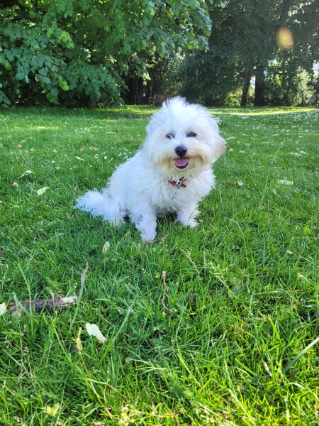Can we share dog pictures?