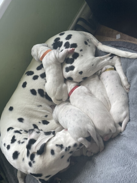 Can we share dog pictures?
