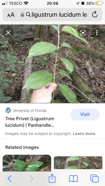 Plant ID please