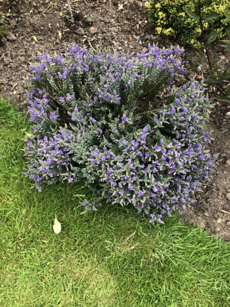 What is this plant?
