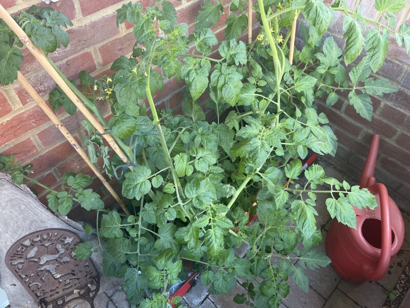 Growing tomatoes in grow bags