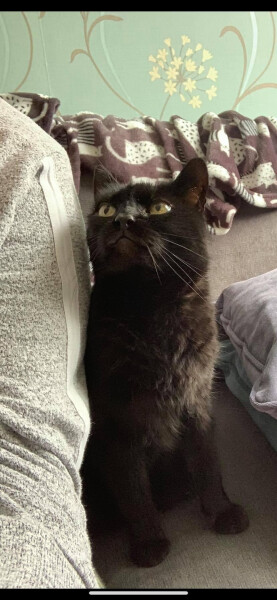 Male cats vs female cats, which are more affectionate?