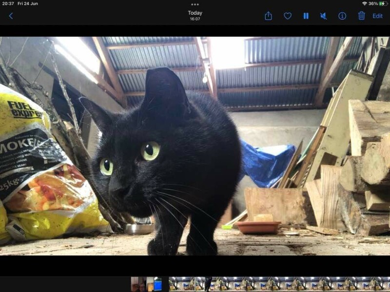 Barn cats