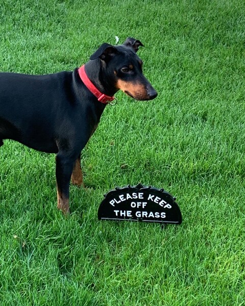 My dog is not allowed