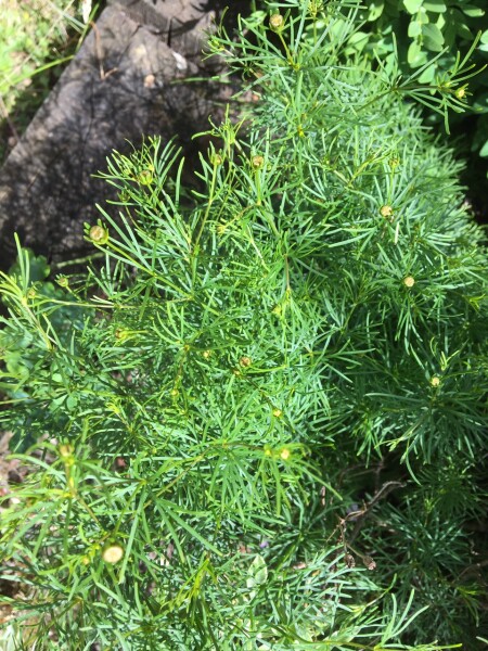 Plant ID - Is it horsetail?