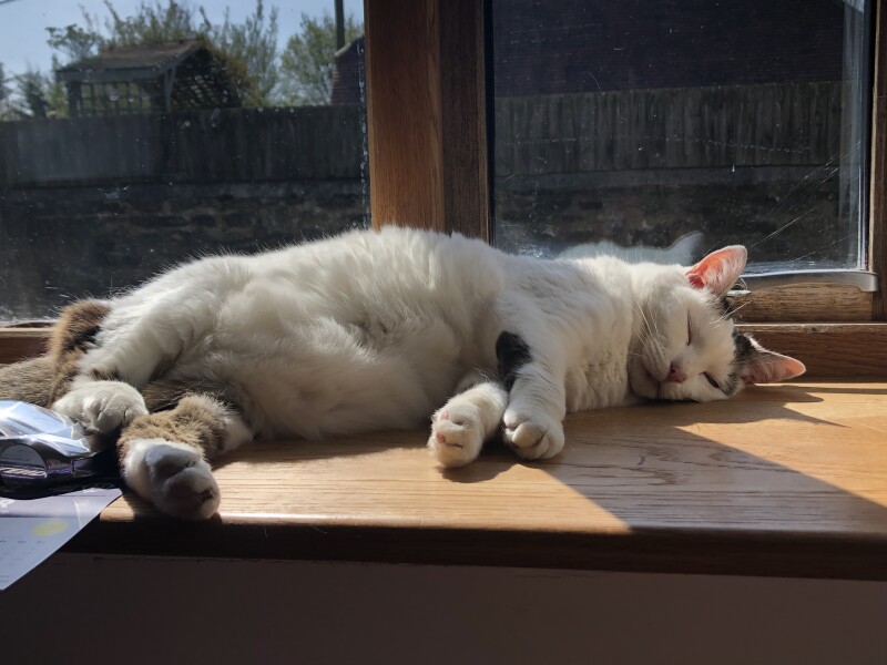 Emergency vet - my cat is an arsehole