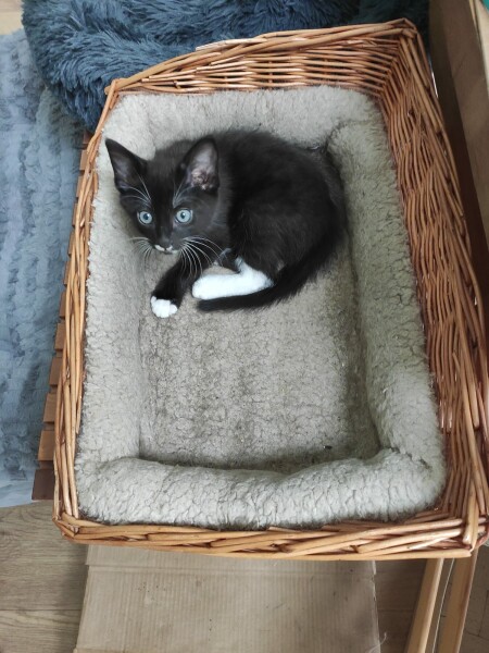 Kitten