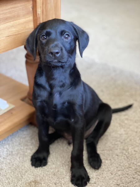 First ever puppy! Best advice please!