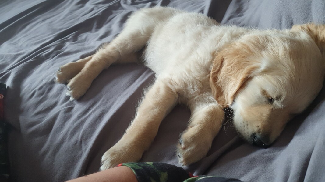 Puppy Survival Thread: muddy footprints into Spring 2022