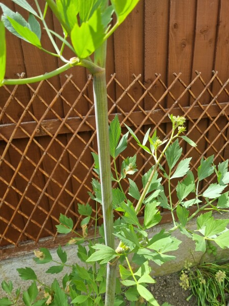 Name this plant that's appeared in my garden!!!