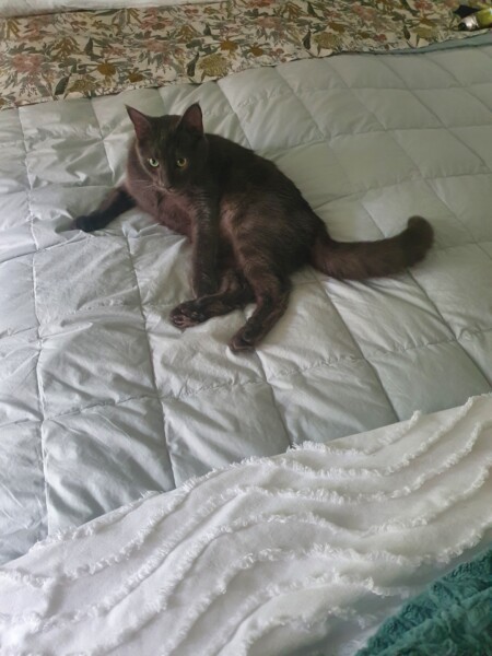 Help me read my cats mind….