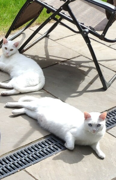 War and Peace Readalong thread 2022 - thread 2