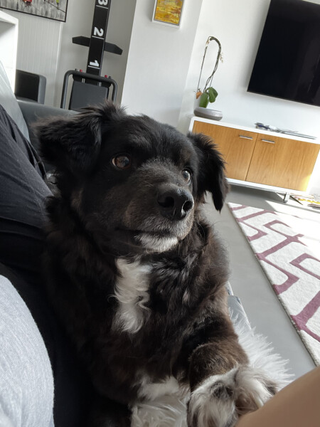 Can we share dog pictures?