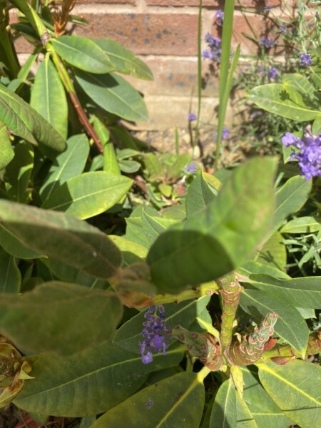 What's wrong with my rhododendron?