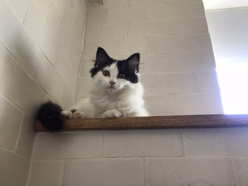 Wanna see my kitten??