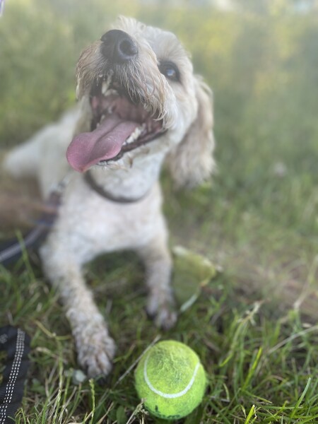 Advice on rescue dog applications