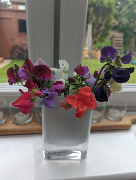 How tall are your sweet peas? 