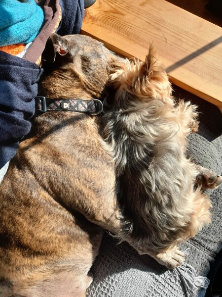 Can we share dog pictures?