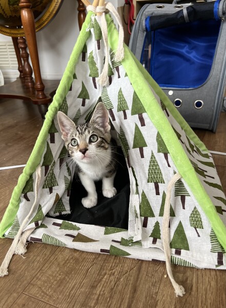 Best cat food (wet and dry) for low income 